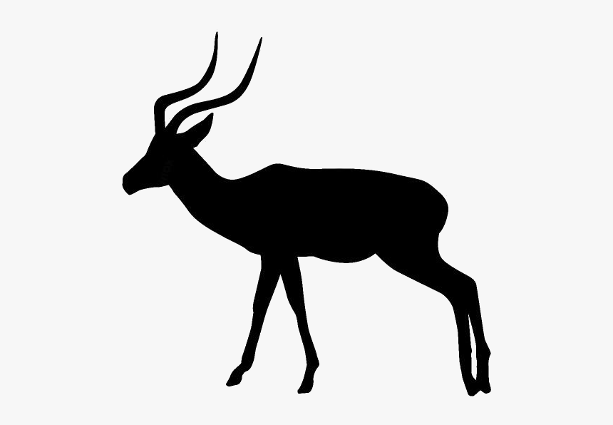 Detail Impala Antelope Horns Nomer 5