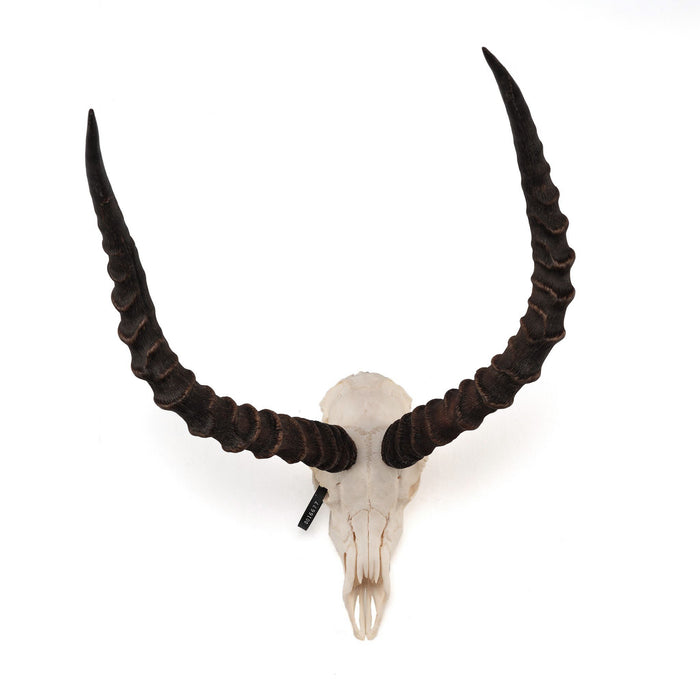 Detail Impala Antelope Horns Nomer 6