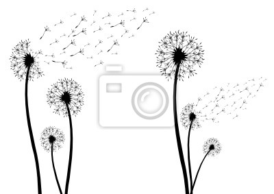 Detail Silhouette Pusteblume Clipart Nomer 12