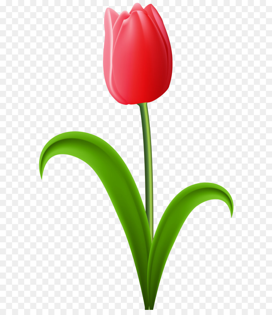 Detail Tulpen Comic Nomer 7