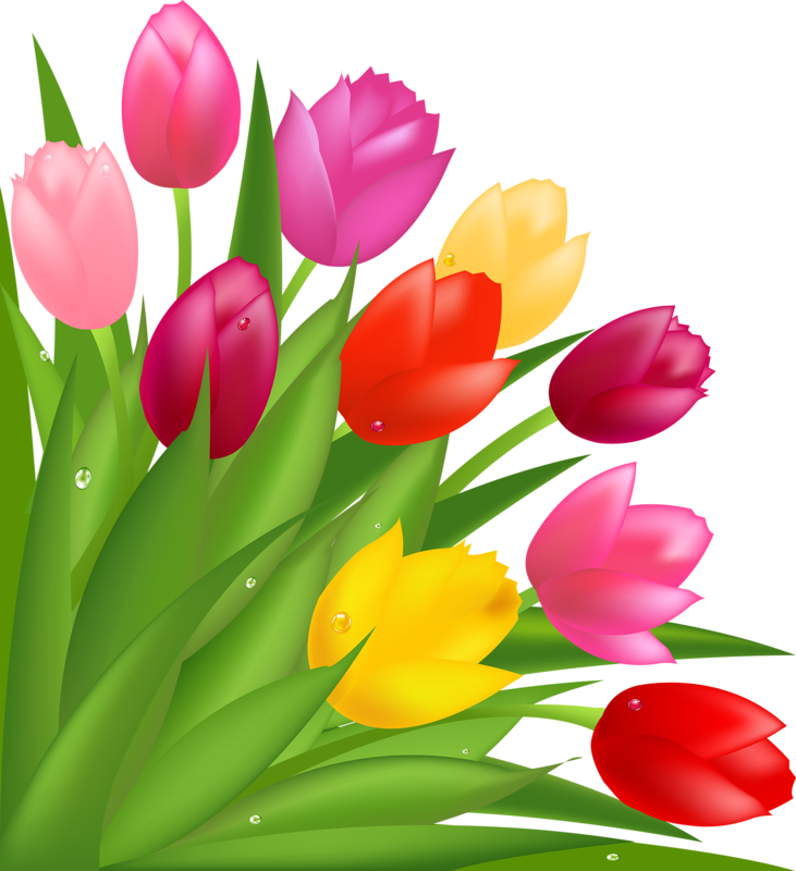 Detail Wallpaper Tulpen Nomer 12