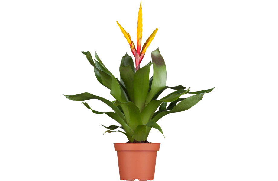 Bromelien-Arten mit Bildern: Entdecke die Welt der Bromelien durch Zeichnen!