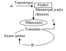 Detail Diagram Sintesis Protein Nomer 11