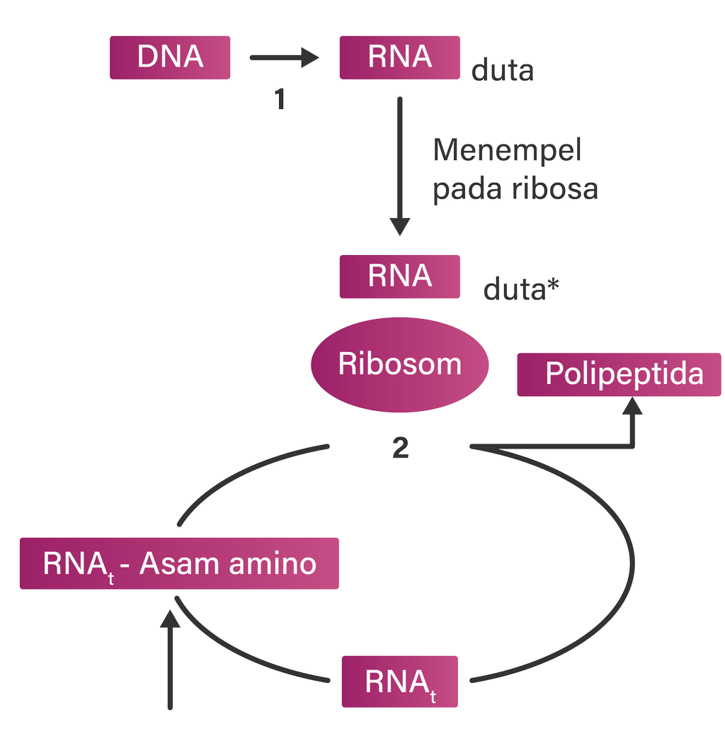 Detail Diagram Sintesis Protein Nomer 12