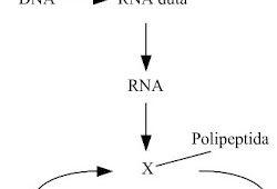 Detail Diagram Sintesis Protein Nomer 13