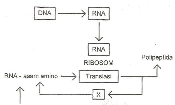 Detail Diagram Sintesis Protein Nomer 15
