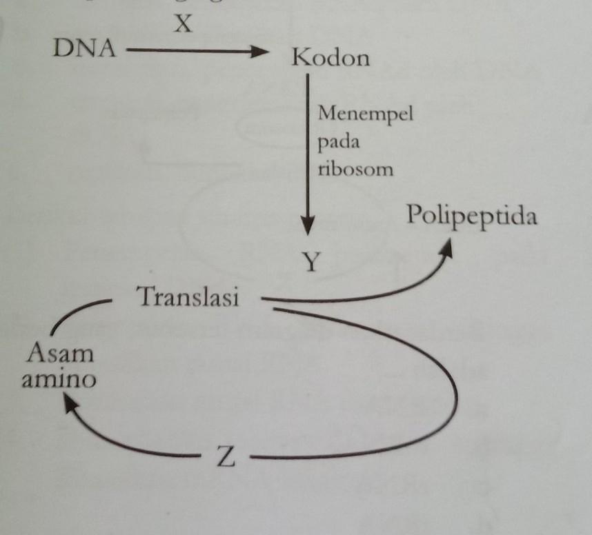 Detail Diagram Sintesis Protein Nomer 17