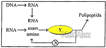 Detail Diagram Sintesis Protein Nomer 19