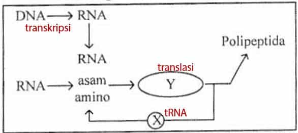 Detail Diagram Sintesis Protein Nomer 3