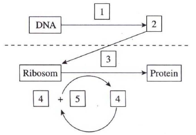 Detail Diagram Sintesis Protein Nomer 26