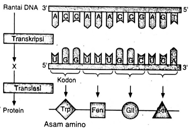 Detail Diagram Sintesis Protein Nomer 29