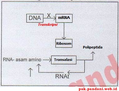 Detail Diagram Sintesis Protein Nomer 30