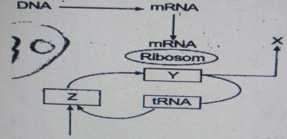 Detail Diagram Sintesis Protein Nomer 32