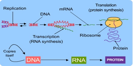 Detail Diagram Sintesis Protein Nomer 37