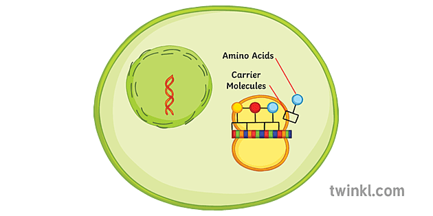 Detail Diagram Sintesis Protein Nomer 38