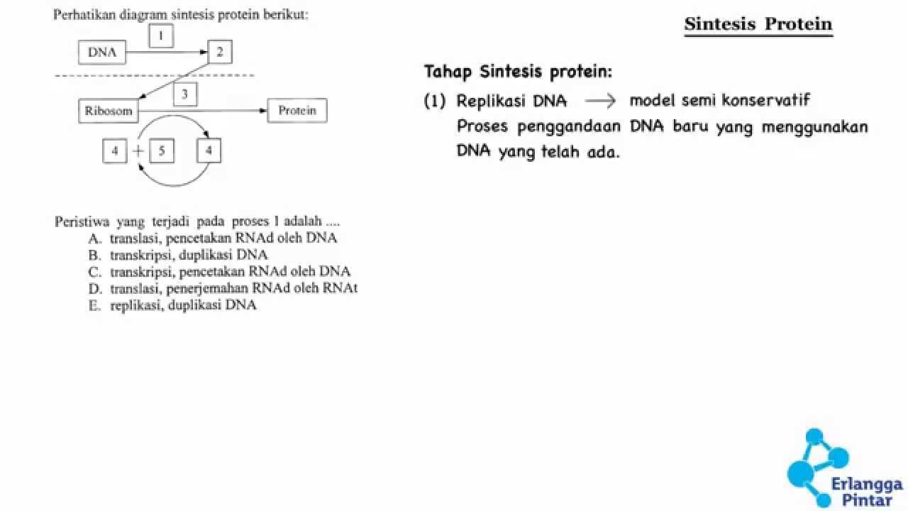 Detail Diagram Sintesis Protein Nomer 39