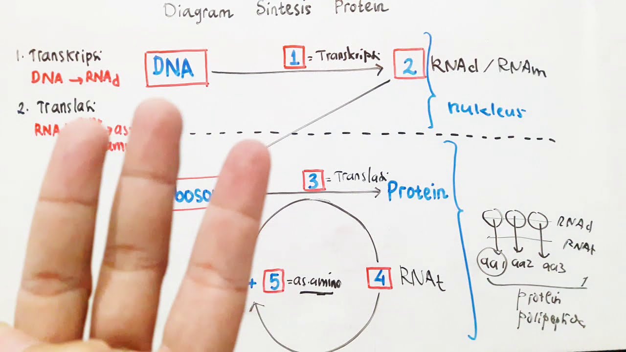 Detail Diagram Sintesis Protein Nomer 5