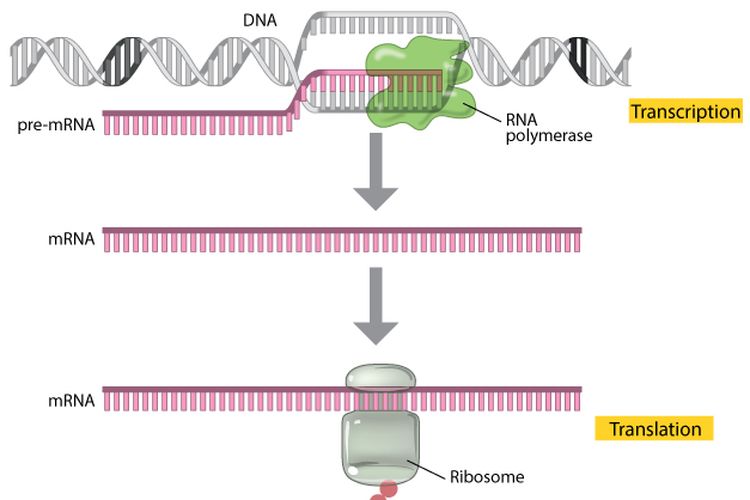 Detail Diagram Sintesis Protein Nomer 40