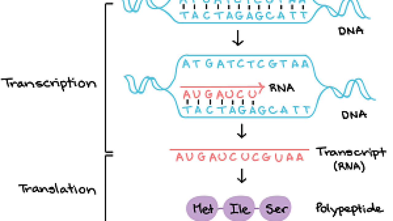 Detail Diagram Sintesis Protein Nomer 42