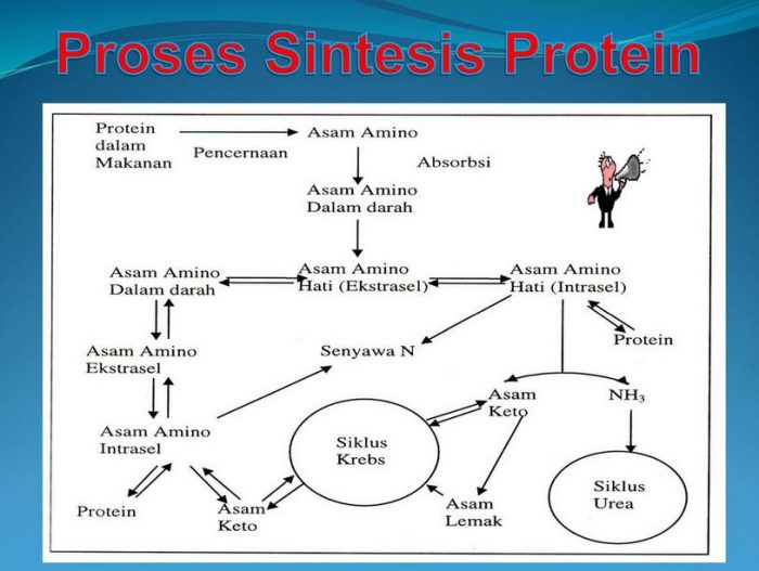 Detail Diagram Sintesis Protein Nomer 44