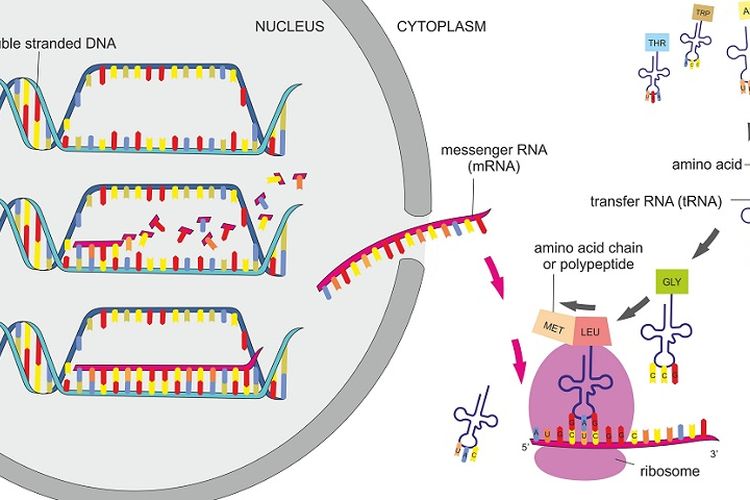 Detail Diagram Sintesis Protein Nomer 48