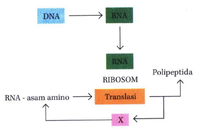 Detail Diagram Sintesis Protein Nomer 6
