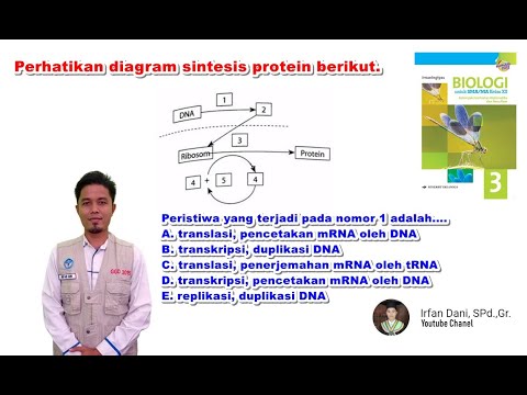 Detail Diagram Sintesis Protein Nomer 53