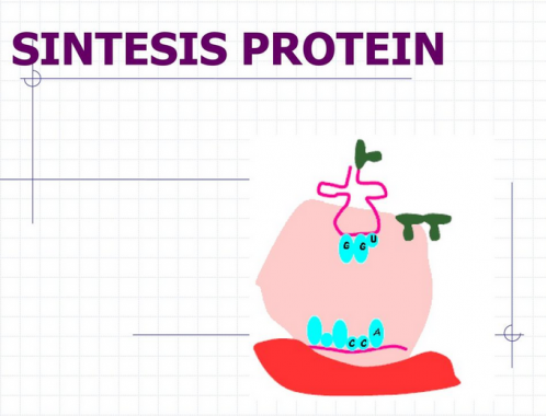 Detail Diagram Sintesis Protein Nomer 54