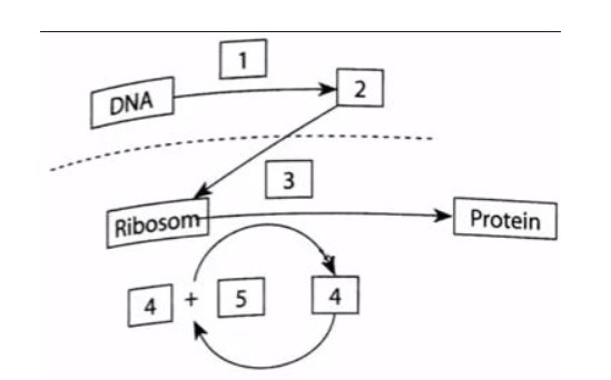 Detail Diagram Sintesis Protein Nomer 7