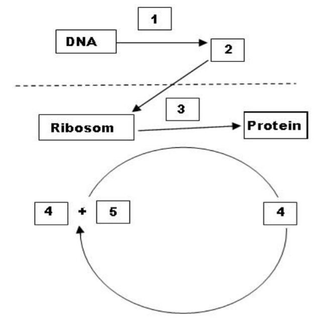 Detail Diagram Sintesis Protein Nomer 8