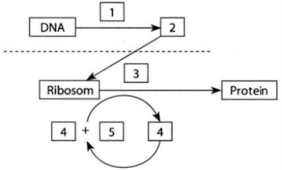 Detail Diagram Sintesis Protein Nomer 10