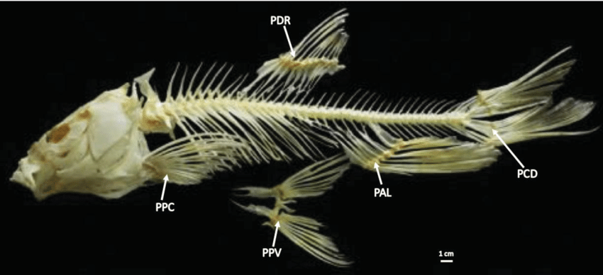 Detail Diagram Tulang Ikan Download Nomer 36