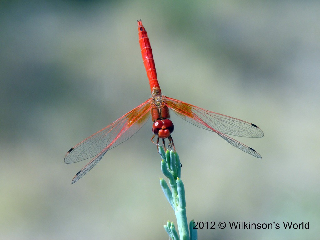 Detail Diamond Needle Bug Vs Dragonfly Nomer 15