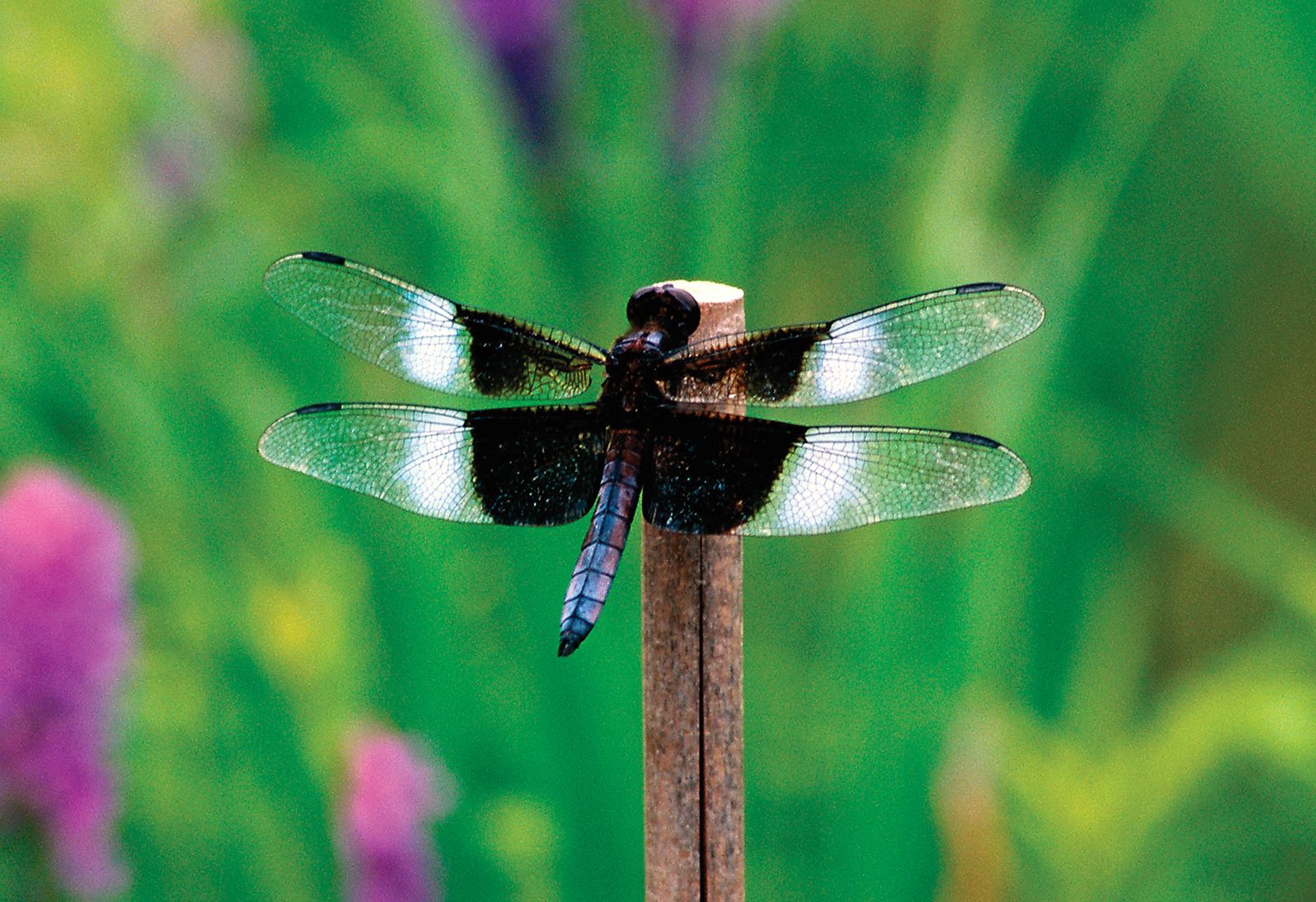 Detail Diamond Needle Bug Vs Dragonfly Nomer 22