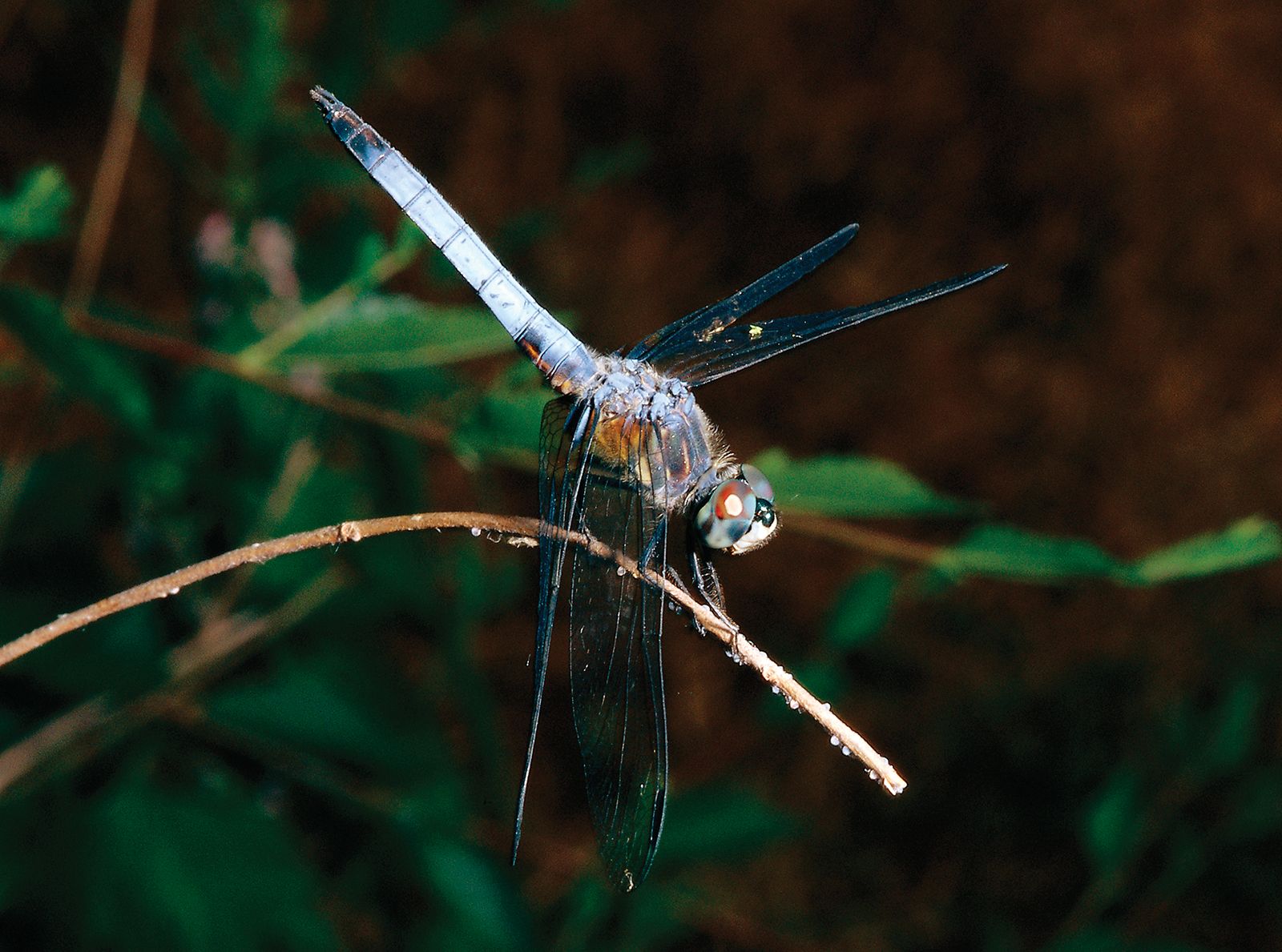 Detail Diamond Needle Bug Vs Dragonfly Nomer 30