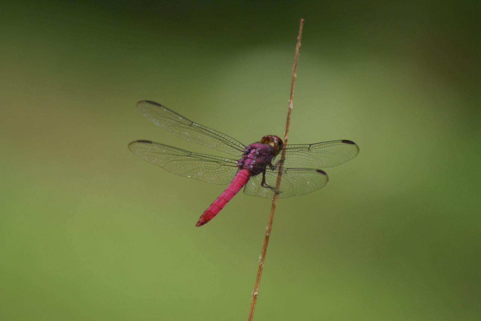 Detail Diamond Needle Bug Vs Dragonfly Nomer 36