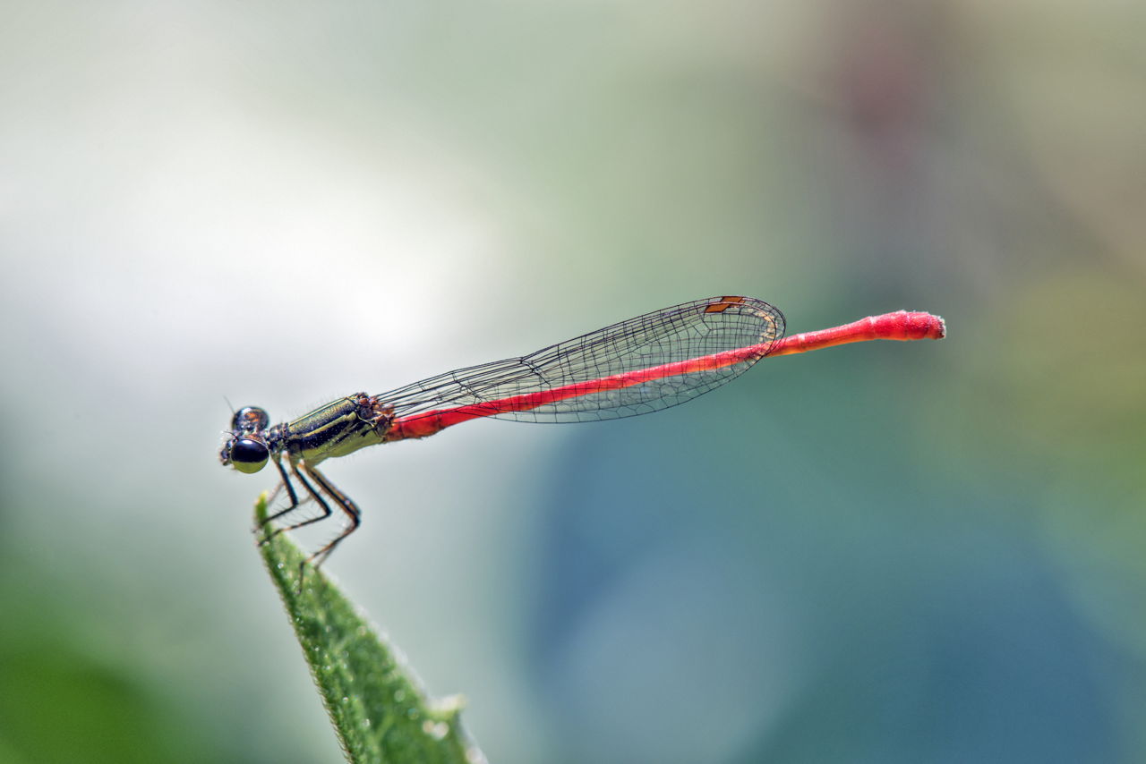 Detail Diamond Needle Bug Vs Dragonfly Nomer 50