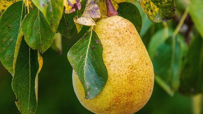 Detail Diet Buah Pear Nomer 27