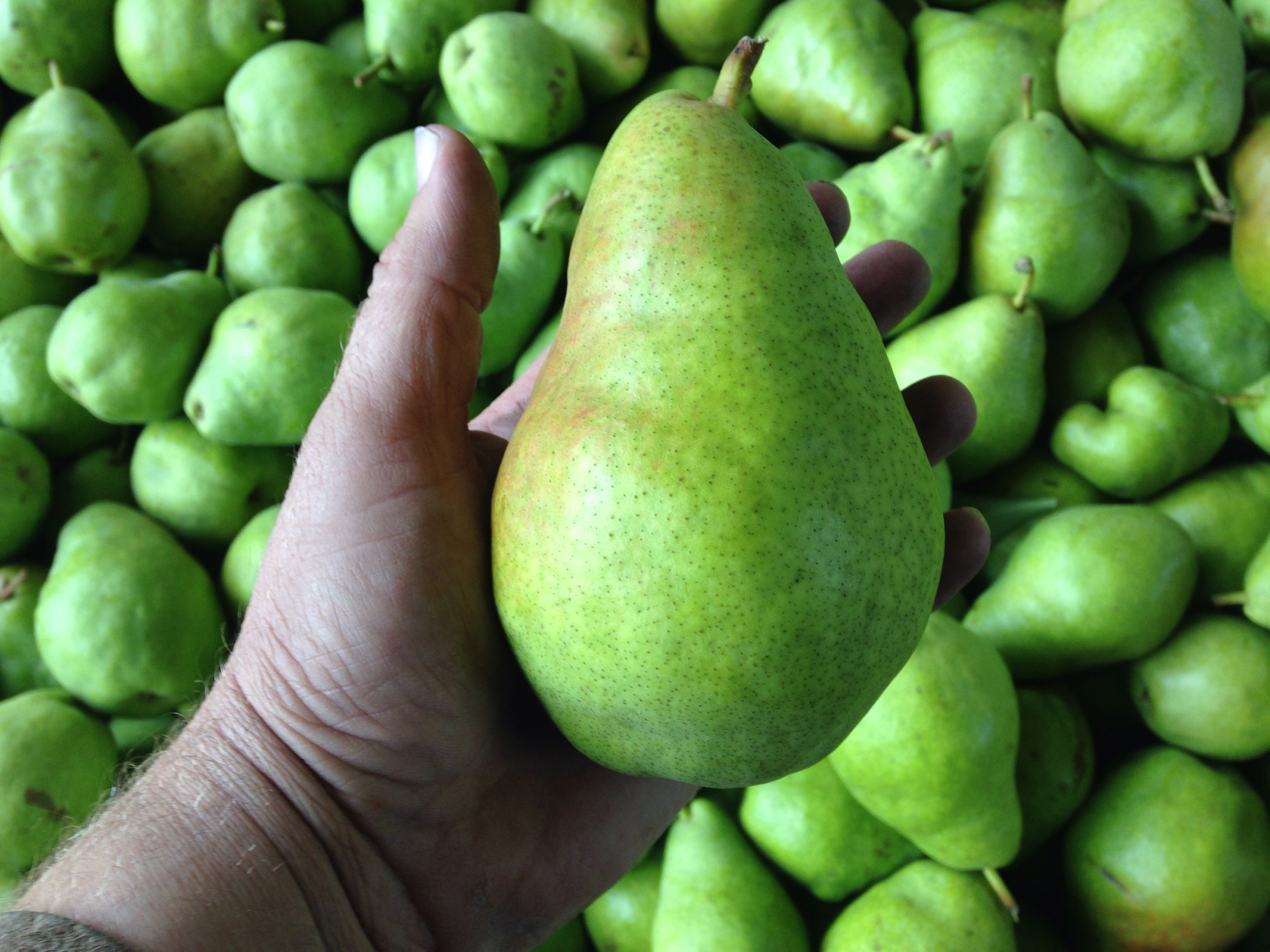 Detail Diet Buah Pear Nomer 50