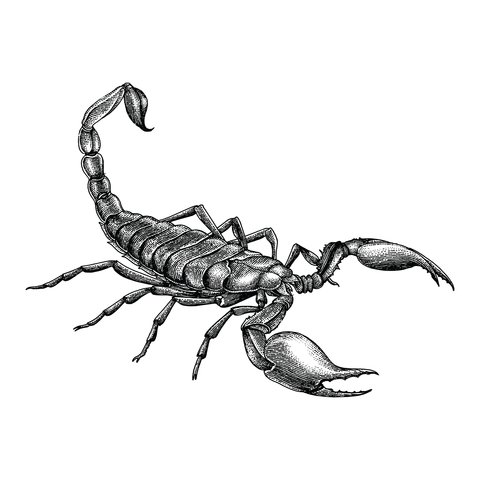 Detail Sternbild Skorpion Tattoo Nomer 9