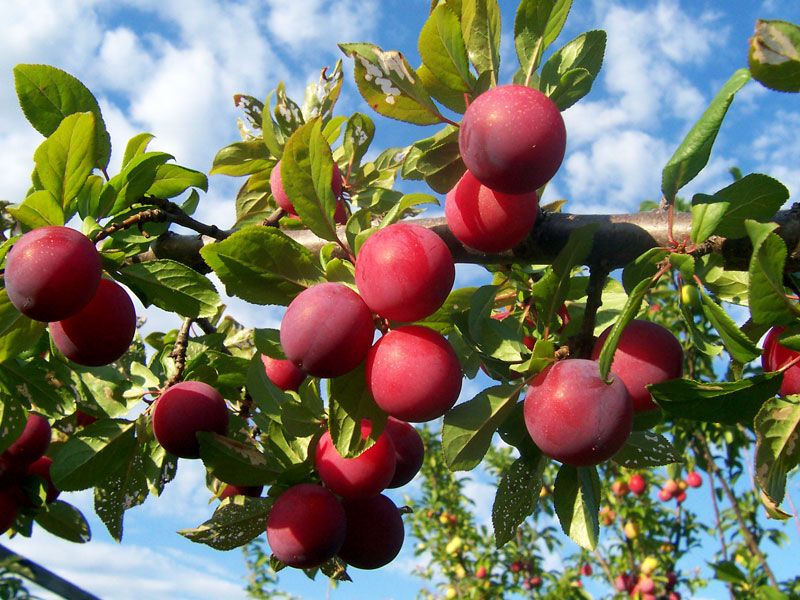 Detail Plum Fruit Images Nomer 13