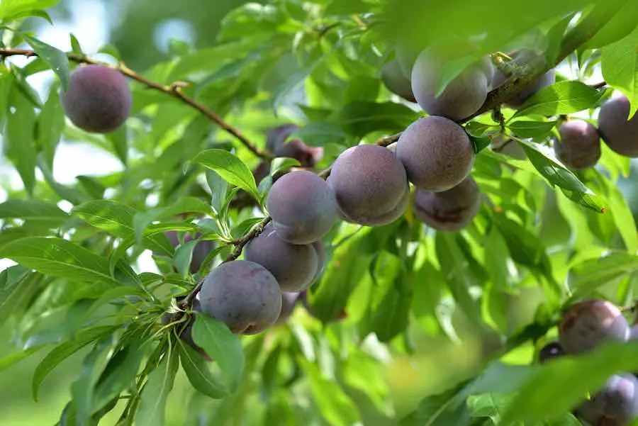Detail Plum Image Nomer 25