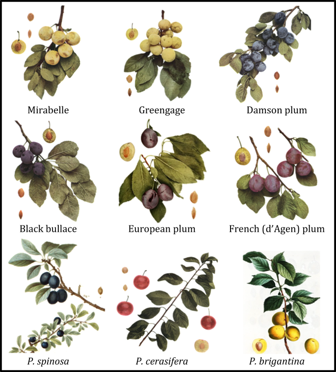 Detail Plum Image Nomer 39