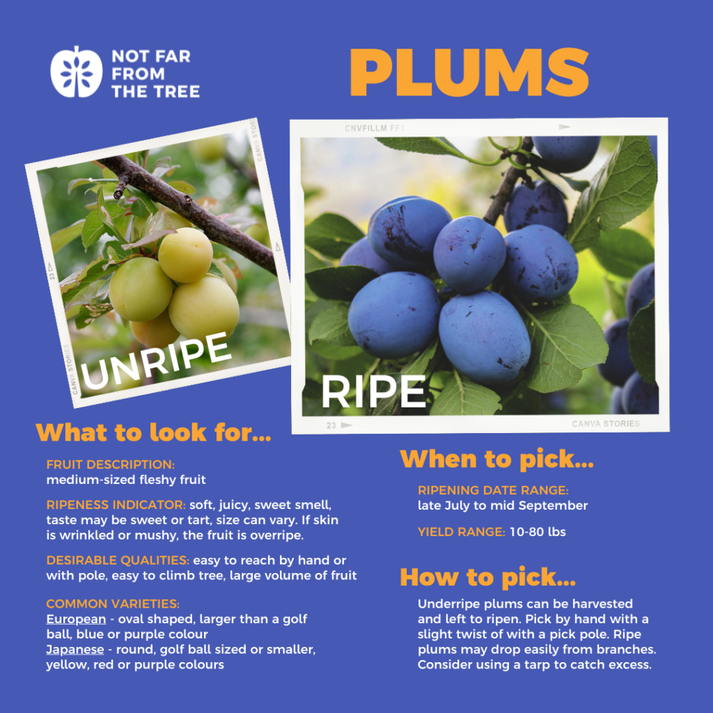 Detail Plums Images Nomer 38