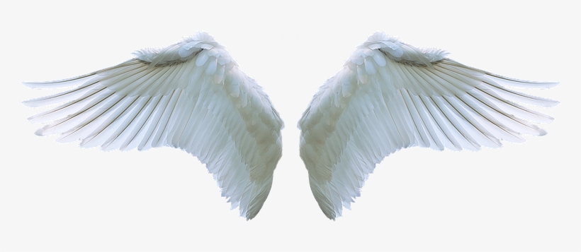 Detail Png Angel Wings Nomer 20