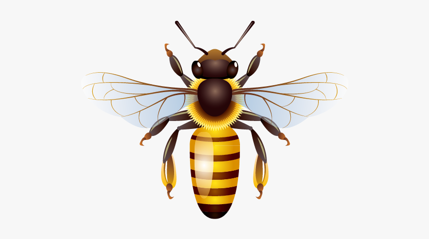 Detail Png Bee Nomer 28