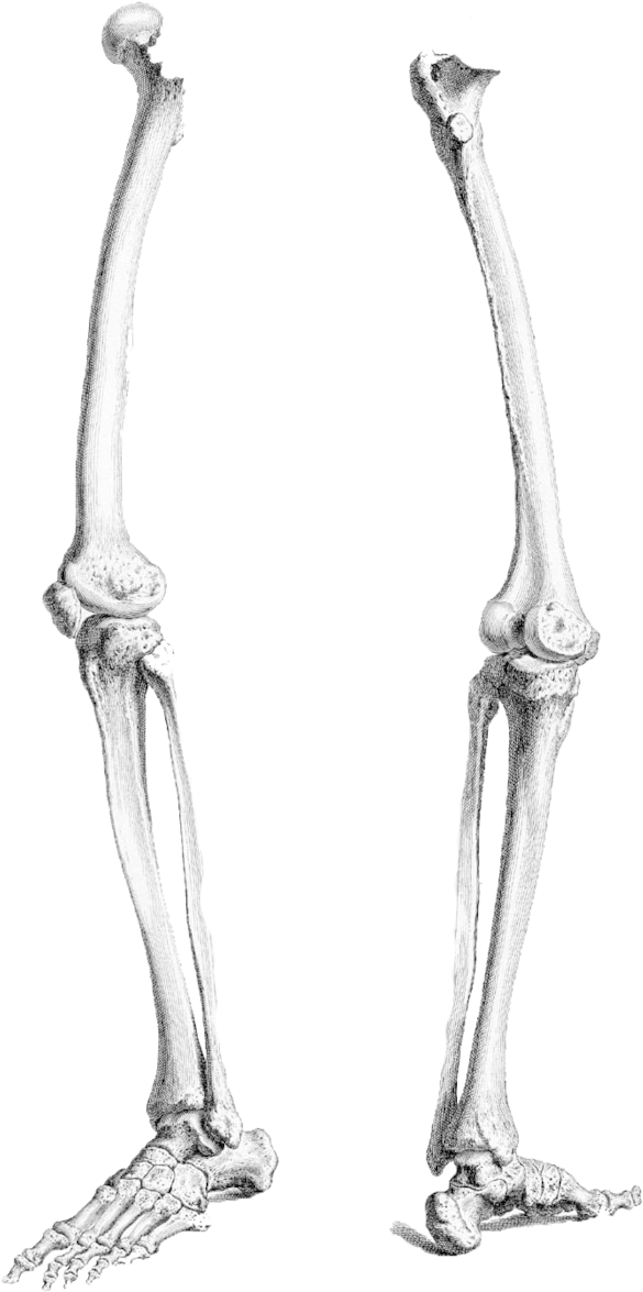 Detail Png Bones Nomer 39