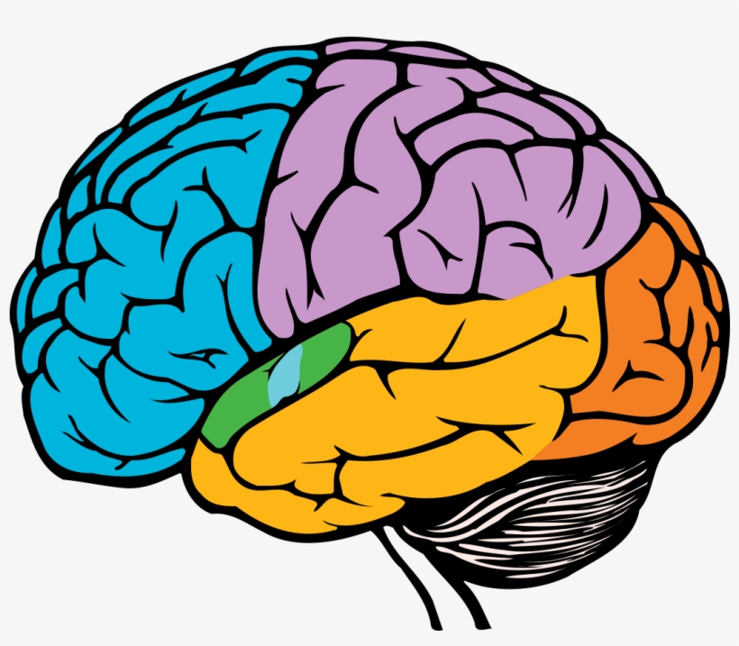 Detail Png Brain Nomer 2