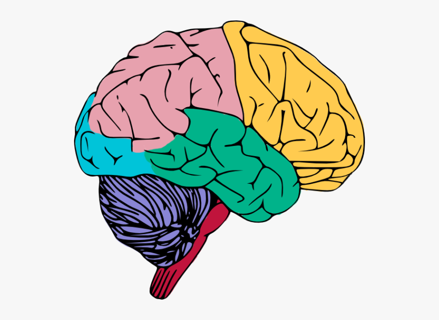 Detail Png Brain Nomer 11