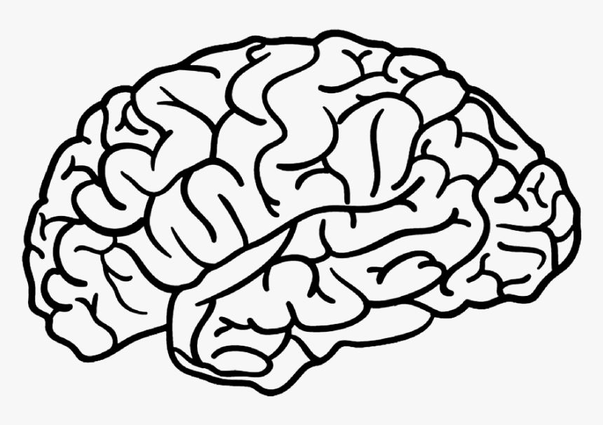 Detail Png Brain Nomer 3